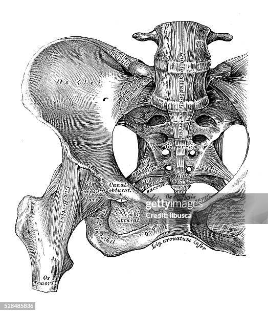 ilustrações de stock, clip art, desenhos animados e ícones de ilustrações científicas da anatomia humana: osso do quadril ligamentos e articulações - pélvis