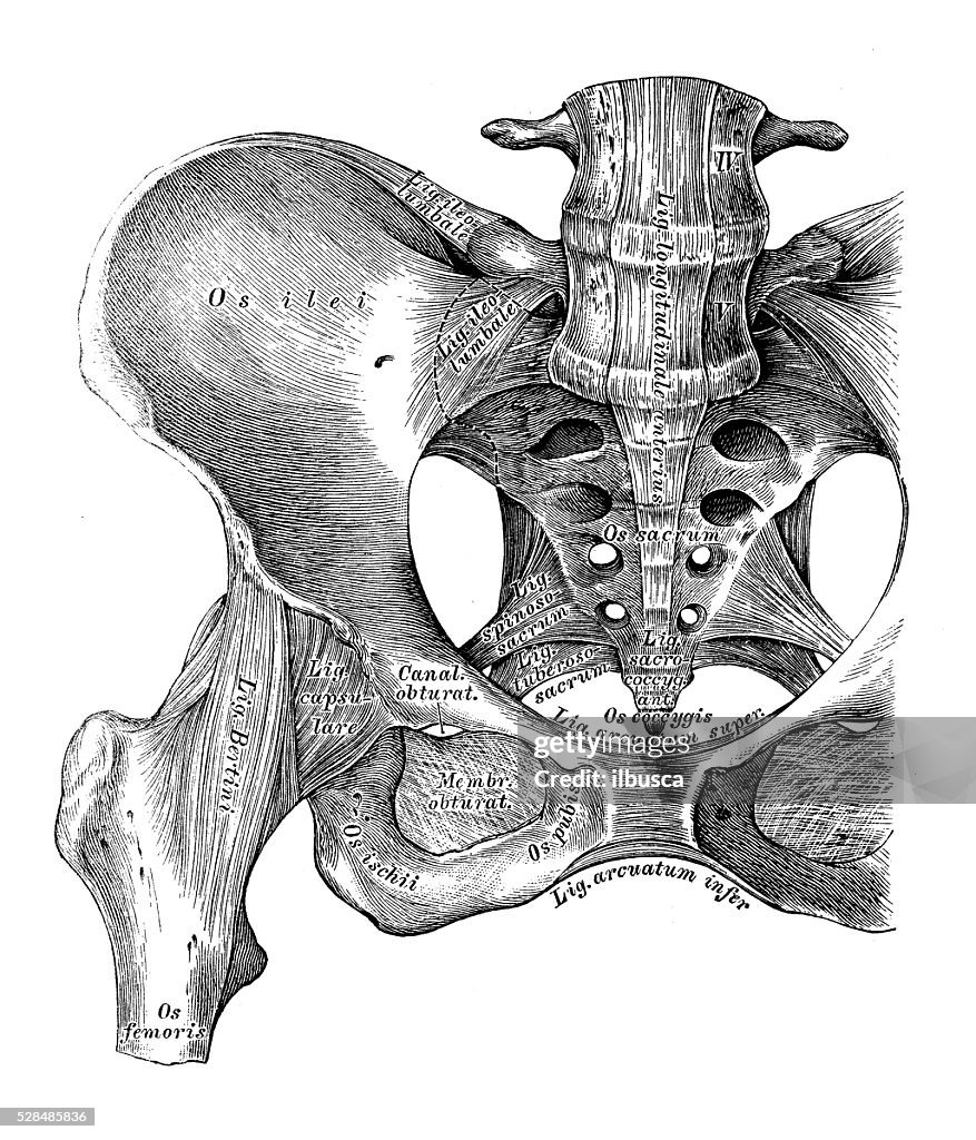 Human anatomy scientific illustrations: hip bone ligaments and joint