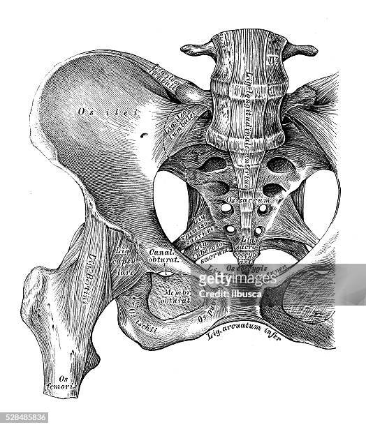 human anatomy scientific illustrations: hip bone ligaments and joint - hip body part stock illustrations