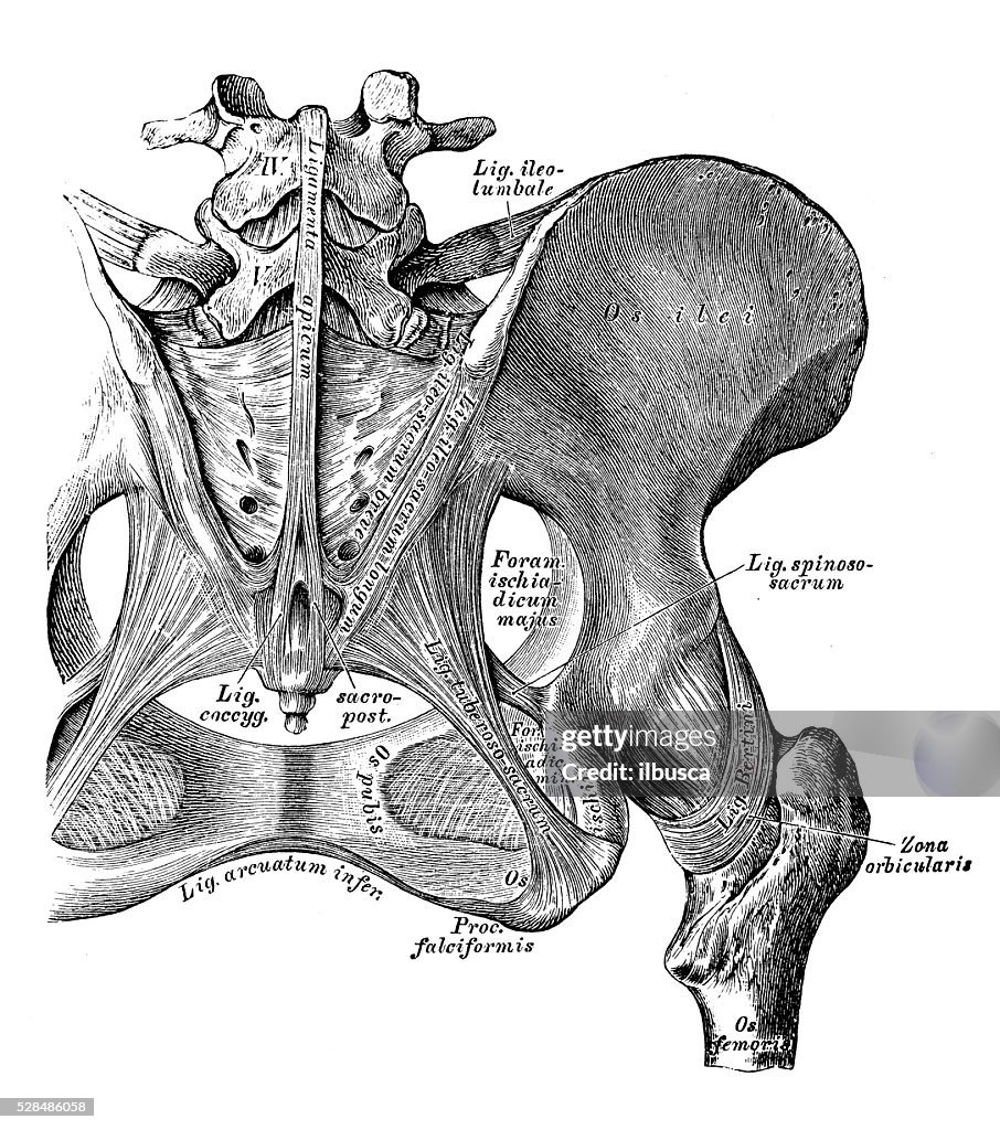 Human anatomy scientific illustrations: hip bone ligaments and joint