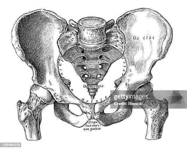 human anatomy scientific illustrations: pelvis (male) - human bone cross section stock illustrations