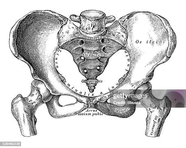 ilustrações de stock, clip art, desenhos animados e ícones de ilustrações científicas da anatomia humana : pélvis (fêmeas) - virilha humana