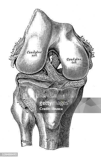 human anatomy scientific illustrations: knee joint cruciate ligaments - human knee stock illustrations
