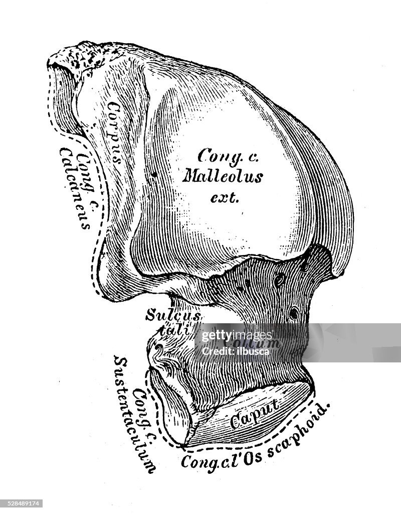 Talus Diffusion Talus Bone Labeled