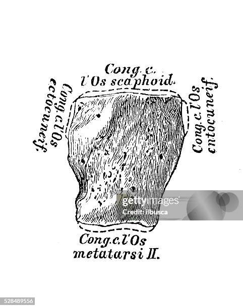 human anatomy scientific illustrations: middle cuneiform bone (foot) - ankle tag stock illustrations