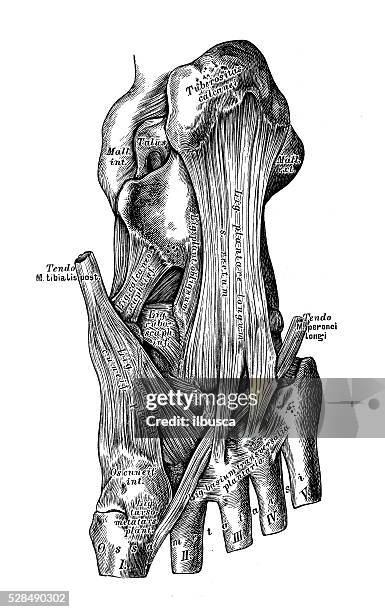 human anatomy scientific illustrations: tarsus joint - tarsus_(skeleton) stock illustrations