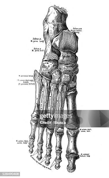 human anatomy scientific illustrations: foot bones - foot bones 幅插畫檔、美工圖案、卡通及圖標