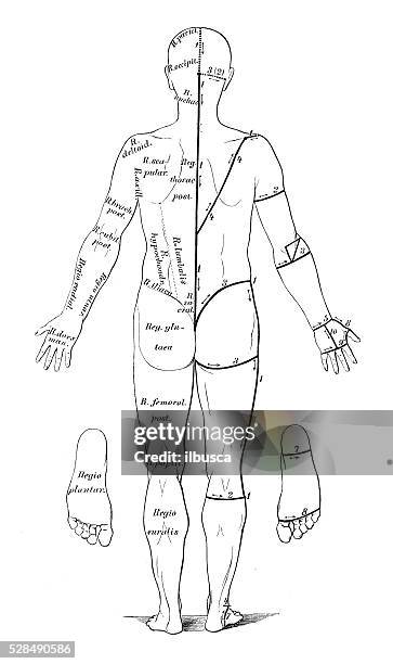 anatomie des menschen wissenschaftliche illustrationen: schnitten für dissektion - diagram of the human body stock-grafiken, -clipart, -cartoons und -symbole