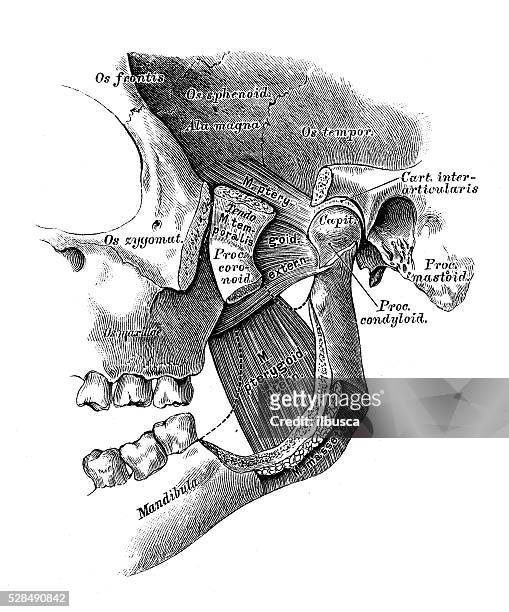 human anatomy scientific illustrations: jaw muscles - human jaw bone stock illustrations