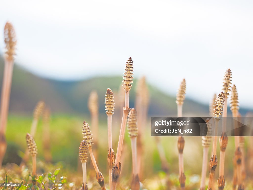 Horsetail flowers in Japan