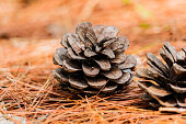 seeds of Khasiya Pine on forest moutaint