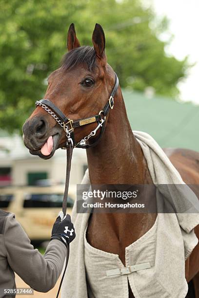 Kentucky Oaks contender Cathryn Sophia in portrait at Churchill Downs Race Track on May 5, 2016 at Churchill Downs, Louisville