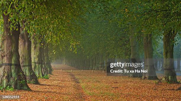 autumn at clumber park, nottinghamshire, england - park ha stock pictures, royalty-free photos & images