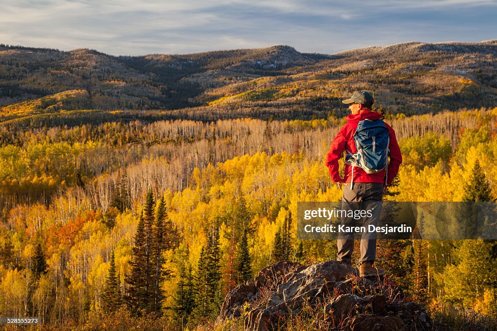 Hiker looking over view of fall colored aspens