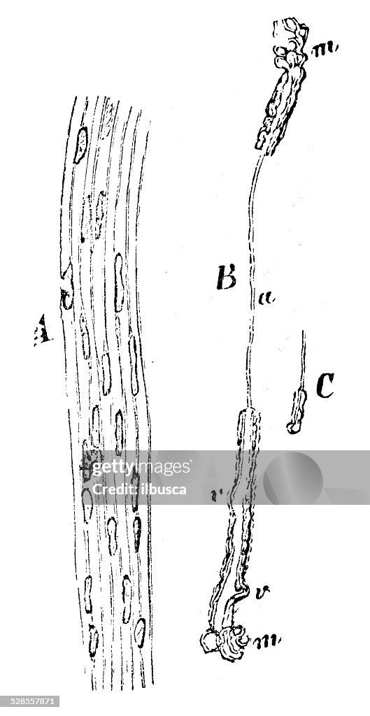 Antique medical scientific illustration high-resolution: Nervous tissue