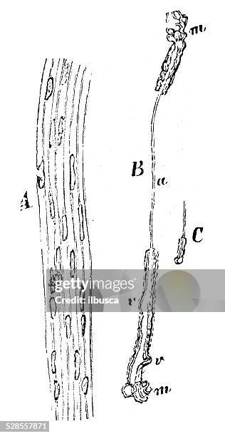 antique medical scientific illustration high-resolution: nervous tissue - nervous tissue stock illustrations