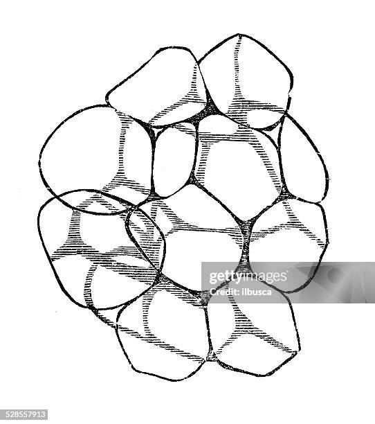antique medical scientific illustration high-resolution: adipose tissue (body fat) - adipose tissue stock illustrations