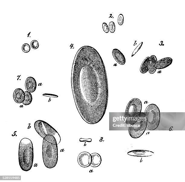 illustrations, cliparts, dessins animés et icônes de antique scientifique médicale illustrations haute résolution: différents animaux rouge cellules sanguines - globule
