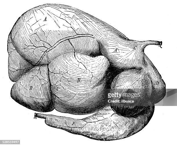 antique medical scientific illustration high-resolution: cattle herbivore stomach - abdomen diagram stock illustrations