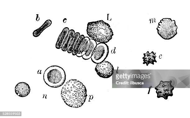 stockillustraties, clipart, cartoons en iconen met antique medical scientific illustration high-resolution: red and white blood cells - red blood cells