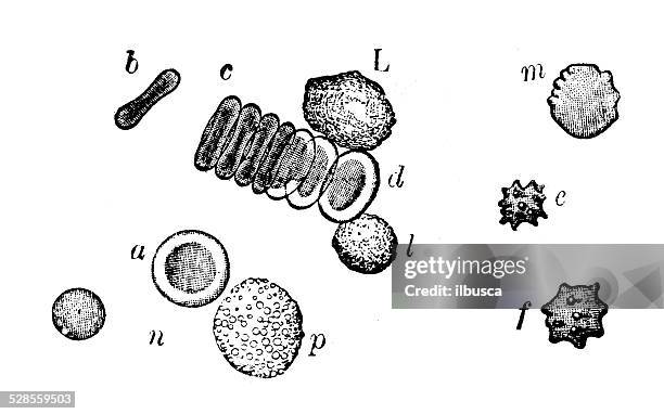 76 Red Blood Cell Drawing Photos and Premium High Res Pictures - Getty Images 76 Red Blood Cell Drawing Photos and Premium High Res Pictures - Getty Images