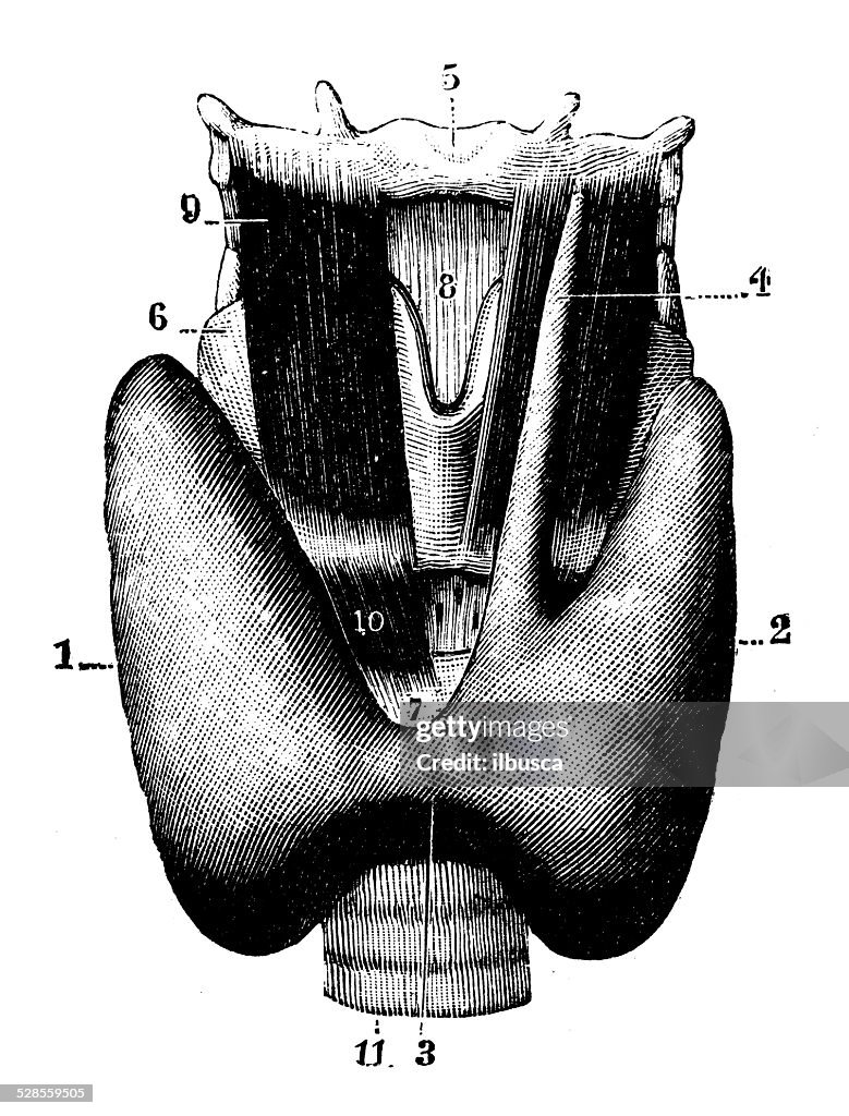 Antique medical scientific illustration high-resolution: Thyroid gland