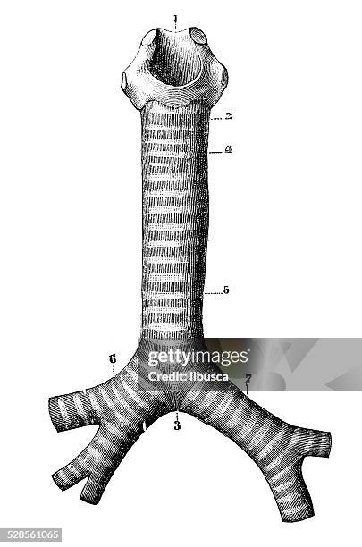 ilustraciones, imágenes clip art, dibujos animados e iconos de stock de anticuario científica médica ilustración de alta resolución: tráquea - traquea