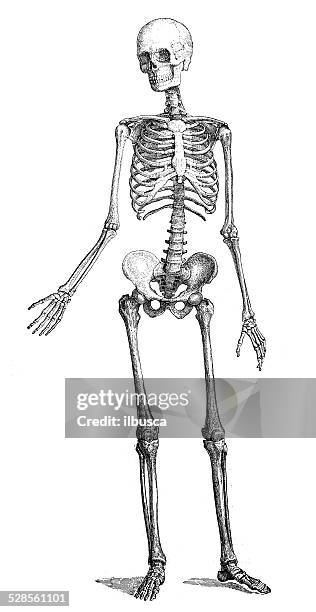 ilustraciones, imágenes clip art, dibujos animados e iconos de stock de anticuario científica médica ilustración de alta resolución: skeleton - esqueleto humano