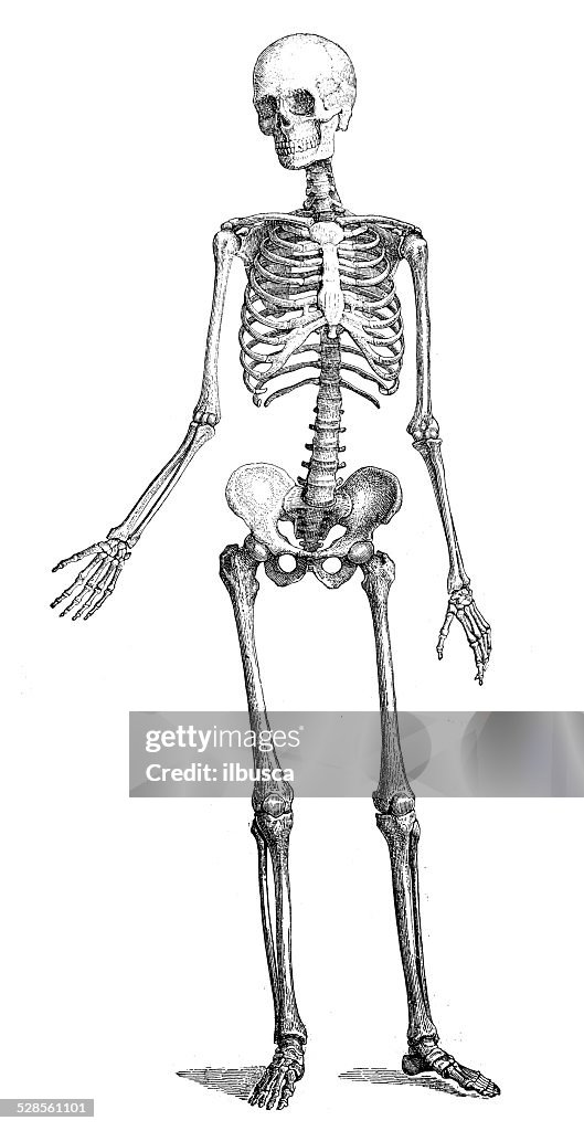 Antigo científica médica Ilustração alta resolução: skeleton