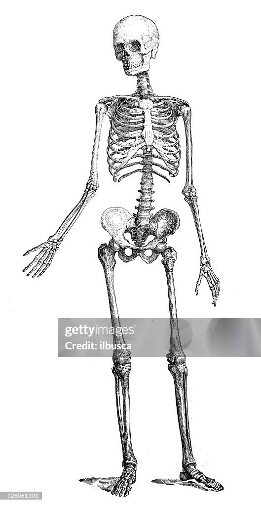 Antique medical scientific illustration high-resolution: skeleton