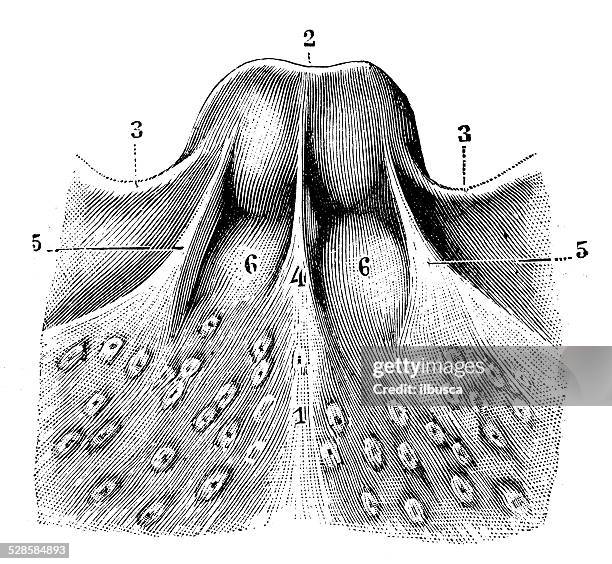 antique medical scientific illustration high-resolution: epiglottis - epiglottis stock illustrations