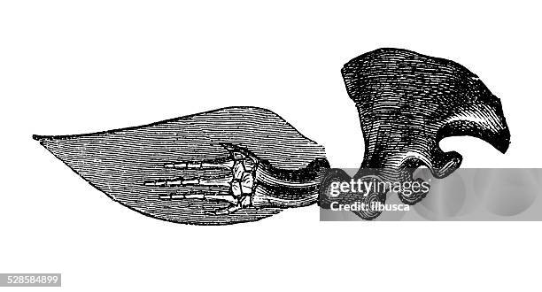 Fin Bone Structure 80 Dolphin Anatomy Stock Photos, High-Res Pictures, and Images - Getty ...