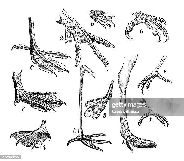 bildbanksillustrationer, clip art samt tecknat material och ikoner med antique medical scientific illustration high-resolution: several bird legs feet claws - klo