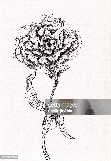 Carnations Draw 269 Carnation Flower Drawing Stock Photos, High-Res Pictures, and ...