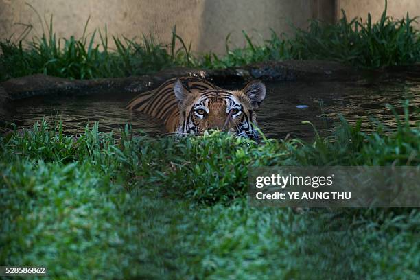 In this photograph taken on May 4 a tiger rests in a pool of water in Yangon zoo enclosure while summer temperature rise. Latest media reports...