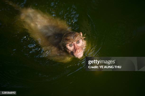 In this photograph taken on May 4 a monkey takes a dip in a pool of water in Yangon zoo enclosure while summer temperature rise. Latest media reports...