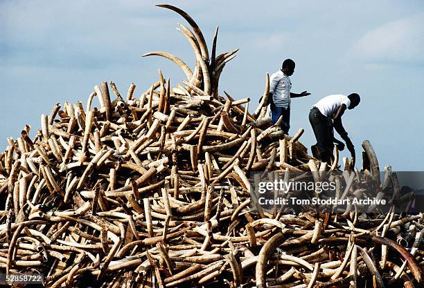 Pile of ivory confiscated from poachers by Kenyan Game Wardens valued at $3 million.