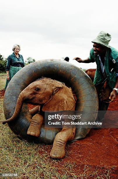 Baby elephant whose mother was killed by poachers photographed during playtime at Daphne Sheldrick's Sanctuary near Nairobi, Kenya. Sheldrick in...