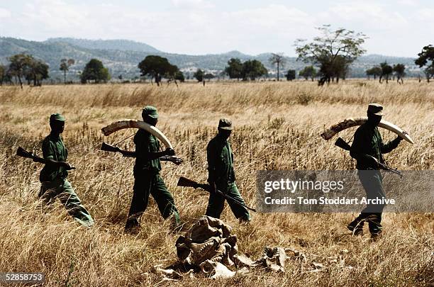 Park rangers who earn $70.00 per month, at Mikumi National Park, Tanzania, pass by remains of a poached elephant whose tusks would be worth thousands...