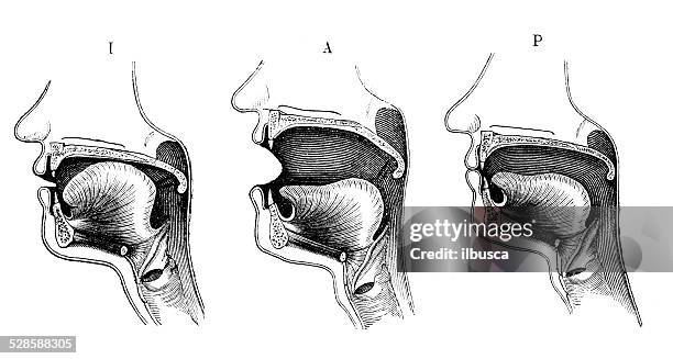 antique scientific illustration: mouth positions during pronunciation of different letters - pronunciation stock illustrations