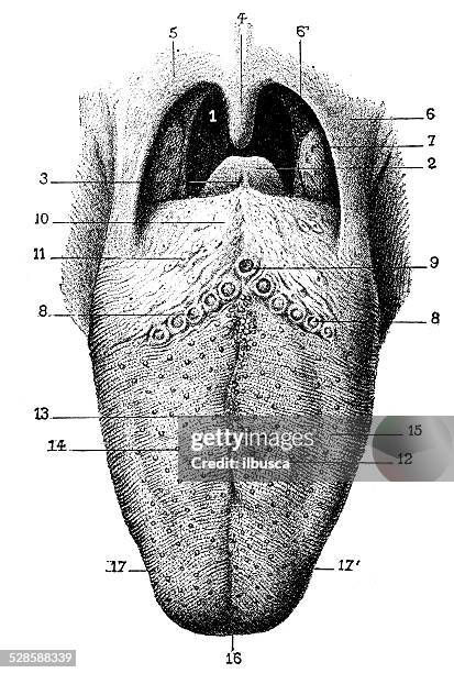 antikes medizinische wissenschaftliche illustrationen hoher auflösung: der zunge - tonsille stock-grafiken, -clipart, -cartoons und -symbole