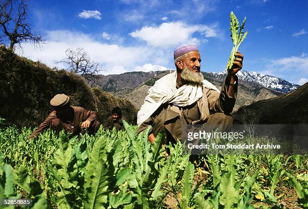 Mr Salir Khan stands in his poppy field in the village of Ali Mast, Dir, Pakistan. Thousands of villagers in Pakistan are following the trend set by...