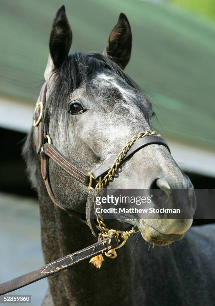 Kentucky Derby winner Giacomo after morning workouts on May 17, 2005 at Churchill Downs in Louisville, Kentucky in preparation for the Preakness...