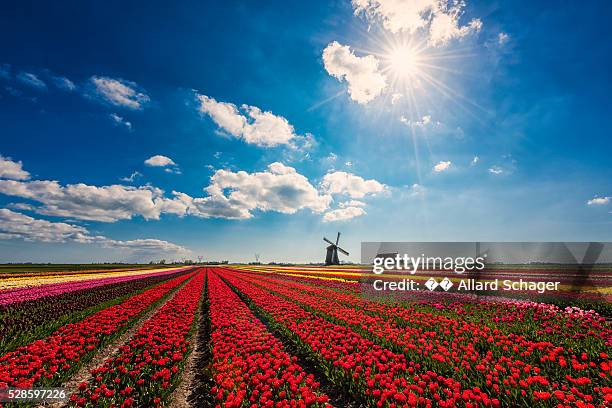 flowerfields in spring in schermerhorn netherlands - flower stall stock-fotos und bilder