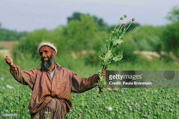 afghanistan farmers harvest healthy crop of poppies - stehmohn stock-fotos und bilder