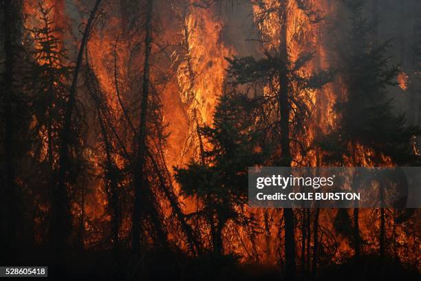 Flames engulf trees along a highway near Fort McMurray, Alberta, on May 6, 2016. - Canadian police led convoys of cars through the burning ghost town...