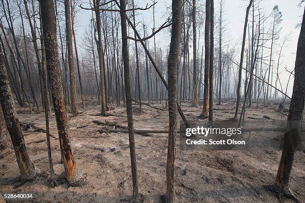 Trees charred by a wildfire continue to smolder along along Highway 63 on May 6, 2016 in Fort McMurray, Alberta, Canada Wildfires, which are still...