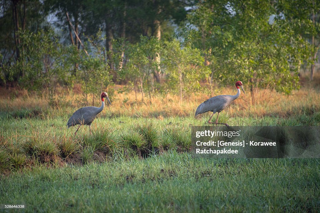 A pair of Sarus crane in the morning time