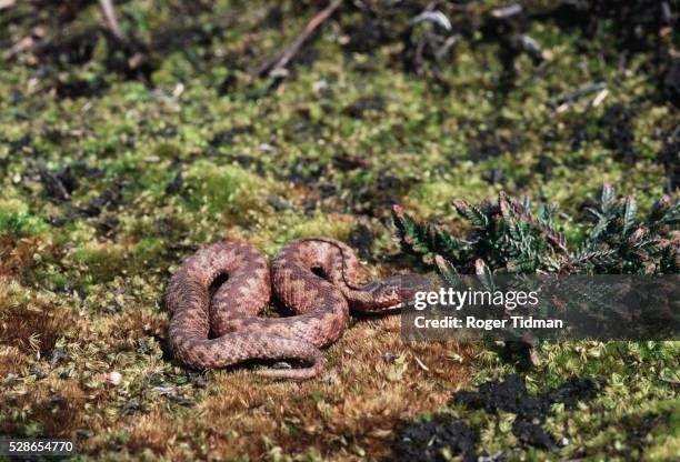 a young adder - adder stock pictures, royalty-free photos & images