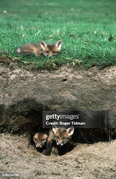 three red fox cubs - burrow stock pictures, royalty-free photos & images